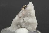 Native Gold Formation in Quartz - Morocco #213536-2